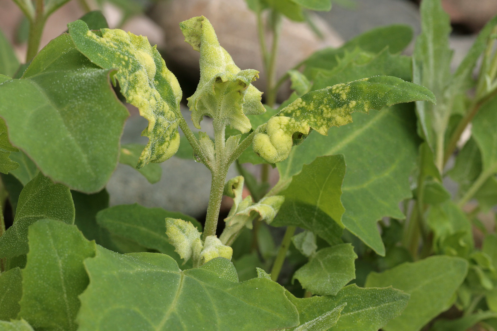 Представитель Отряда Peronosporales